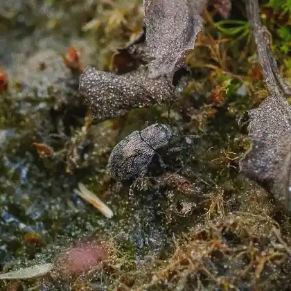 Foto von Erzfarbener Grasblattkäfer (Pachnephorus pilosus)
