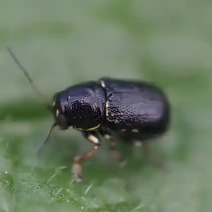 Foto von  (Pachybrachis fimbriolatus)