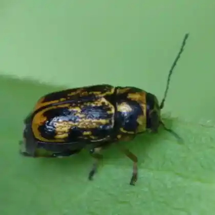 Foto von Hieroglyphen-Scheckenkäfer (Pachybrachis hieroglyphicus)