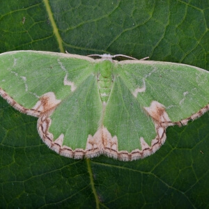 Grüner Eichenwaldspanner