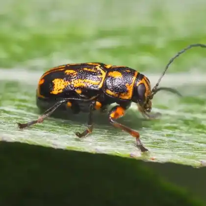 Foto von  (Pachybrachis sinuatus)