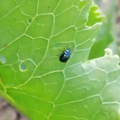 Foto von  (Phaedon armoraciae)