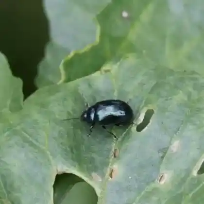 Foto von Meerrettichblattkäfer (Phaedon cochleariae)