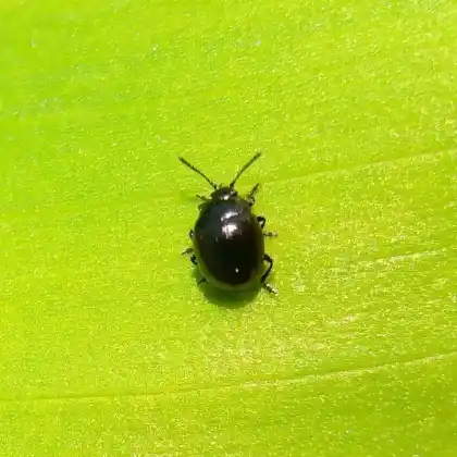 Foto von  (Phaedon laevigatus)
