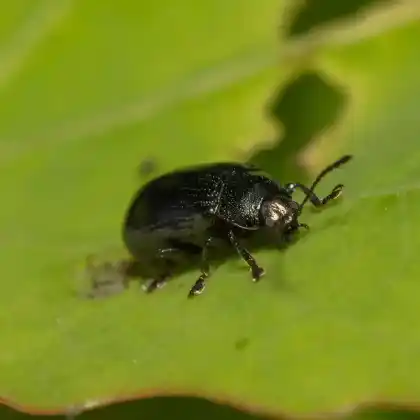 Foto von  (Phratora laticollis)
