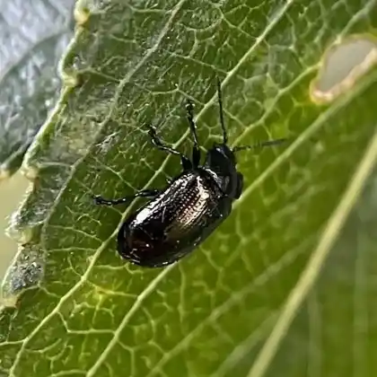 Foto von  (Phratora tibialis)
