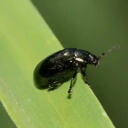 Foto von  (Phratora vitellinae)