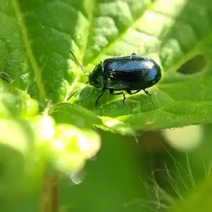 Foto von Blauer Weidenblattkäfer (Phratora vulgatissima)