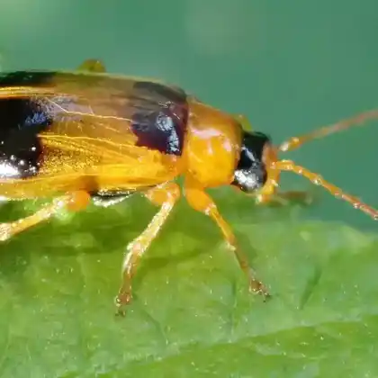 Foto von Helmkraut- Blattkäfer (Phyllobrotica quadrimaculata)