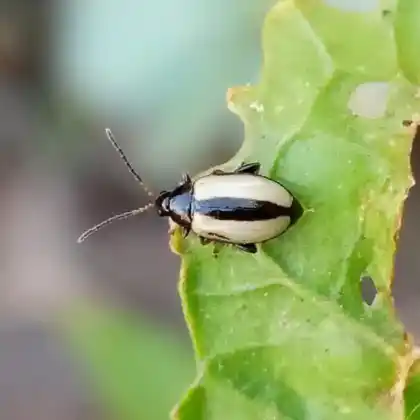 Foto von  (Phyllotreta armoraciae)