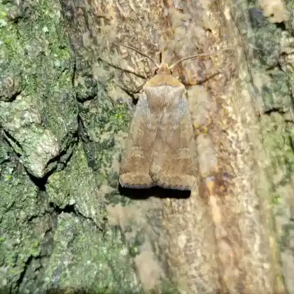 Foto von Eichen-Wintereule (Conistra erythrocephala)