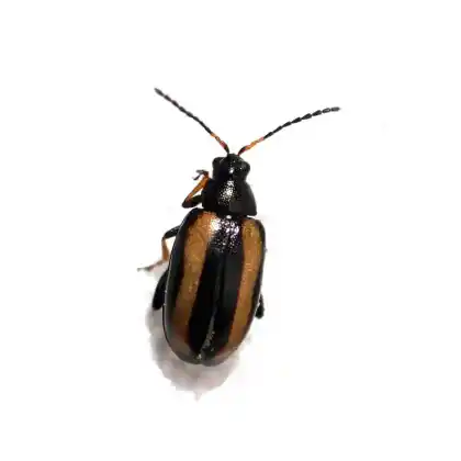 Foto von  (Phyllotreta nemorum)