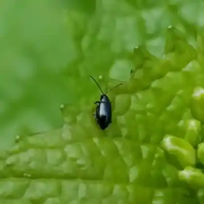 Foto von  (Phyllotreta nigripes)