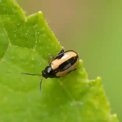 Foto von  (Phyllotreta ochripes)