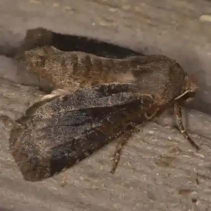Foto von Gebüsch-Wintereule (Conistra ligula)