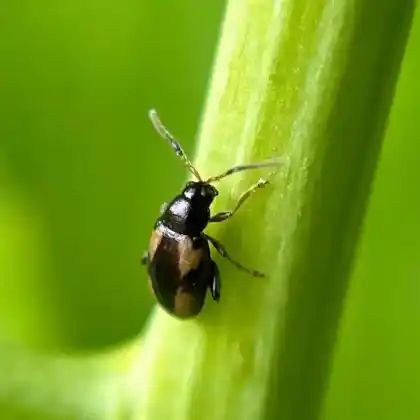 Foto von  (Phyllotreta striolata)