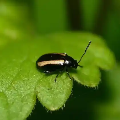 Foto von Gewelltstreifiger Kohlerdfloh (Phyllotreta undulata)