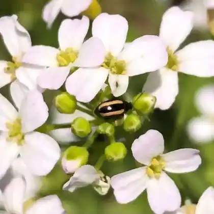Foto von  (Phyllotreta vittula)