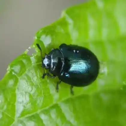 Foto von Breiter Weidenblattkäfer (Plagiodera versicolora)