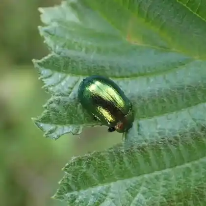 Foto von  (Plagiosterna aenea)