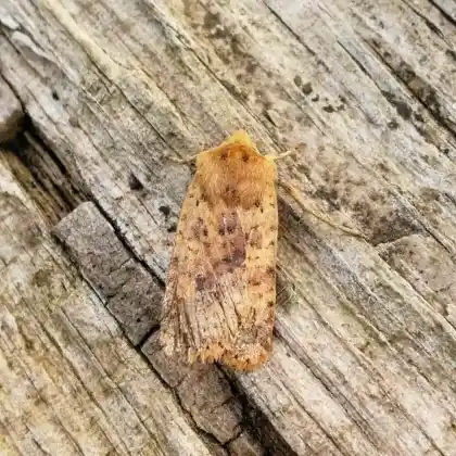 Foto von Waldbuschflur-Wintereule (Conistra rubiginea)