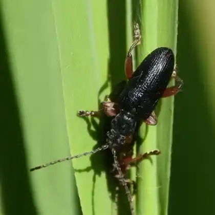 Foto von  (Plateumaris braccata)