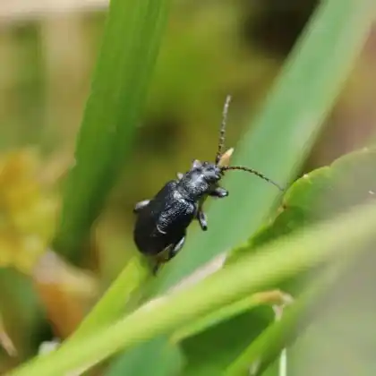 Foto von  (Plateumaris consimilis)