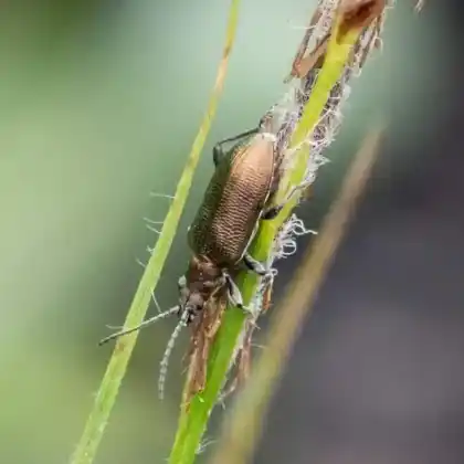 Foto von  (Plateumaris discolor)