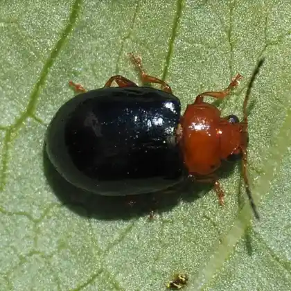 Foto von  (Podagrica fuscicornis)