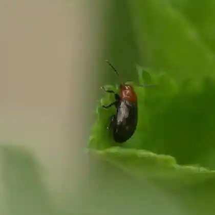 Foto von  (Podagrica fuscipes)