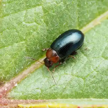 Foto von  (Podagrica malvae)