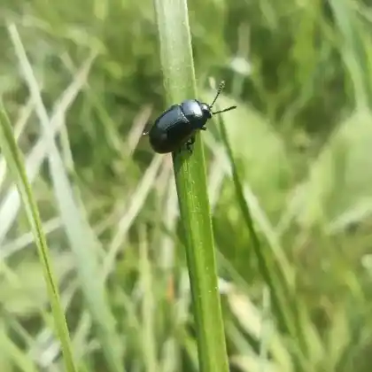 Foto von Hahnenfuß-Blattkäfer (Prasocuris glabra)