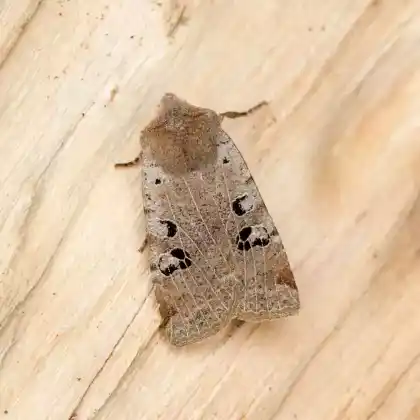 Foto von Feldholz-Wintereule (Conistra rubiginosa)