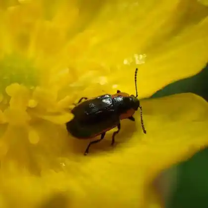Foto von  (Prasocuris marginella)