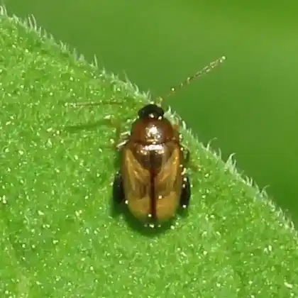 Foto von  (Psylliodes affinis)