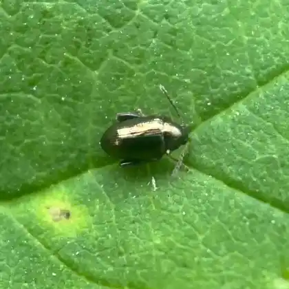 Foto von  (Psylliodes attenuata)