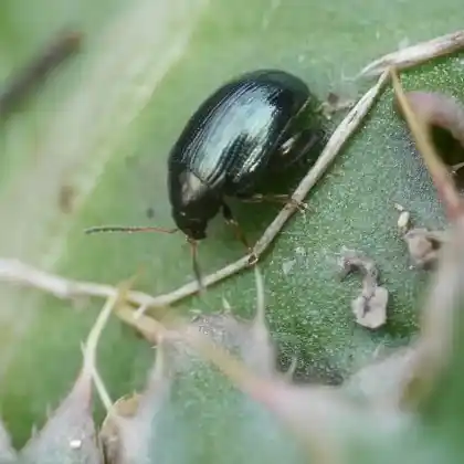Foto von  (Psylliodes chalcomera)
