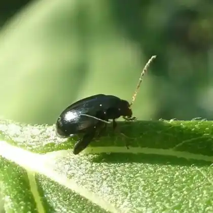 Foto von  (Psylliodes chrysocephala)