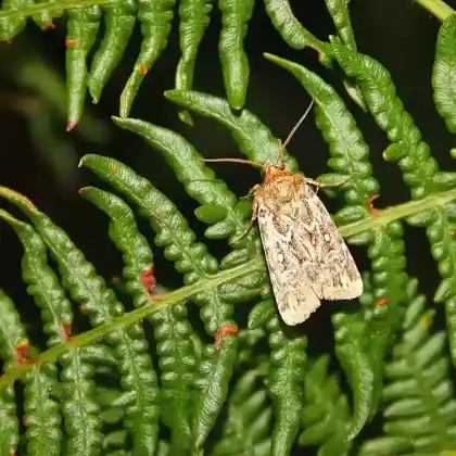 Foto von Waldheiden-Wintereule (Conistra vaccinii)