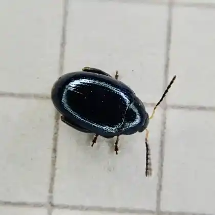 Foto von  (Psylliodes dulcamarae)
