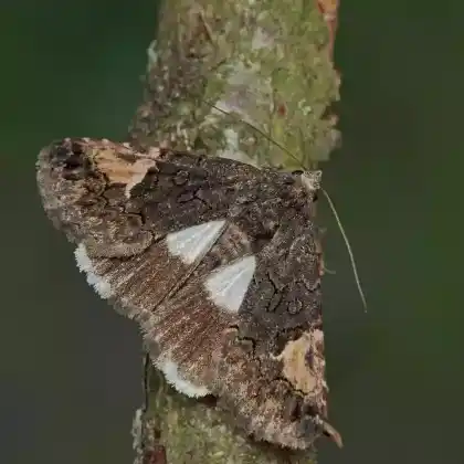Foto von Windeneule (Aedia funesta)