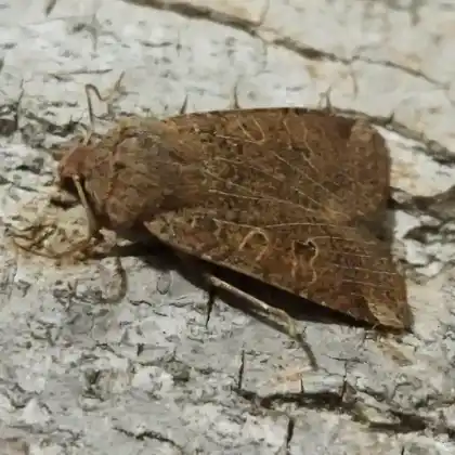 Foto von Eintönige Wintereule (Conistra veronicae)