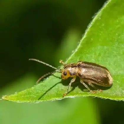 Foto von  (Pyrrhalta viburni)