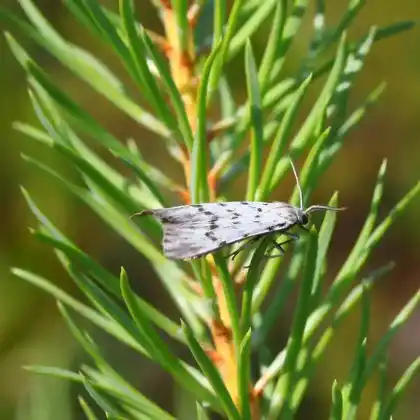 Foto von Weißer Grasbär (Coscinia cribraria)