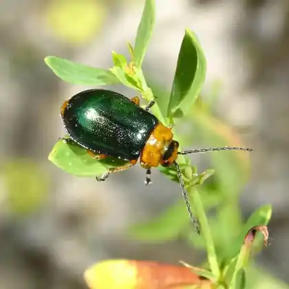 Foto von Hallescher Blattkäfer (Sermylassa halensis)