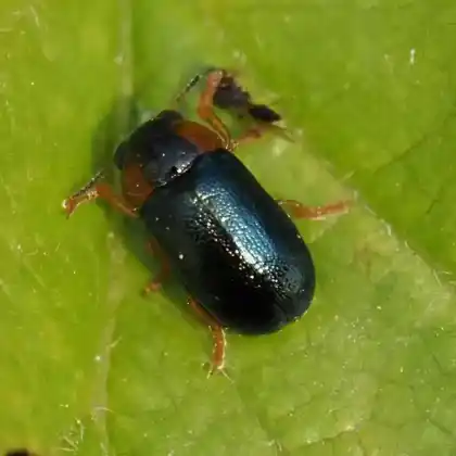 Foto von  (Smaragdina aurita)