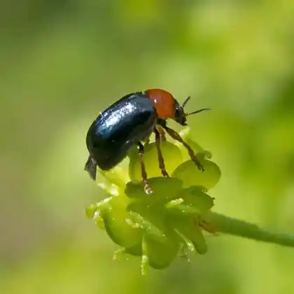 Foto von Weiden-Smaragdblattkäfer (Smaragdina salicina)