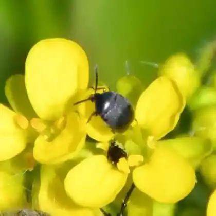 Foto von Zistrosen-Samenkäfer (Spermophagus sericeus)