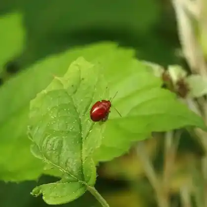Foto von  (Sphaeroderma rubidum)