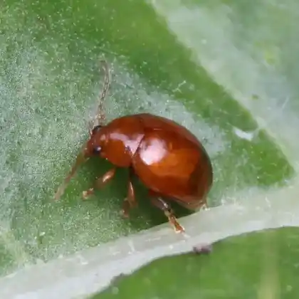 Foto von  (Sphaeroderma testaceum)